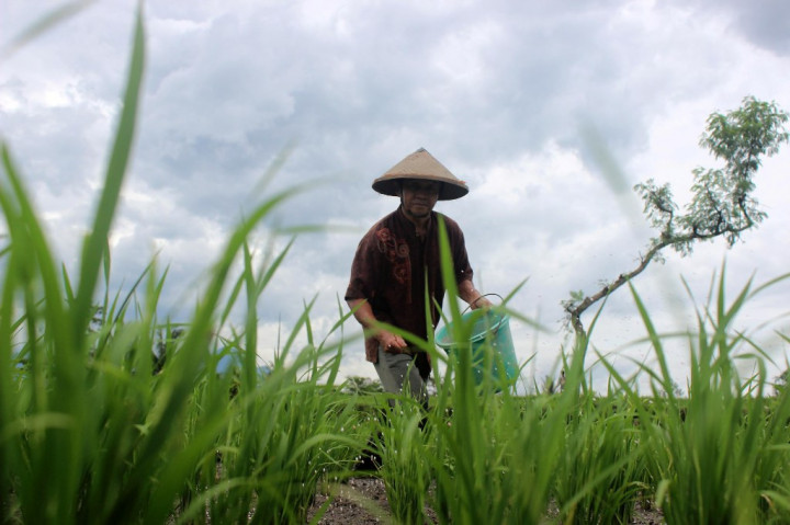 Dompet Petani Makin Tebal, NTP Naik ke 127,73 di Mei 2026