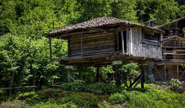 Rumah Pohon Suku Korowai, Hunian Unik di Papua yang Tingginya Capai 50 Meter