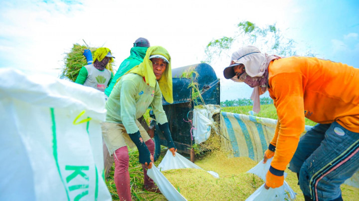 Cetak Rekor, Produksi Beras 2026 Indonesia Naik Saat Produksi Dunia Turun