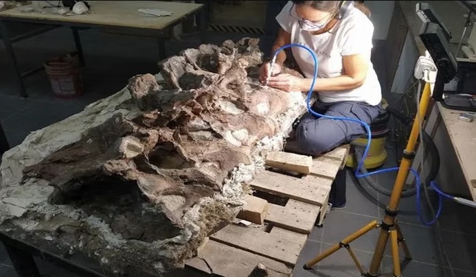 Peneliti Temukan Dinosaurus Aneh di Argentina, Leher Panjang Berkerangka Ganda