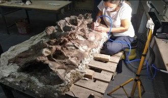 Peneliti Temukan Dinosaurus Aneh di Argentina, Leher Panjang