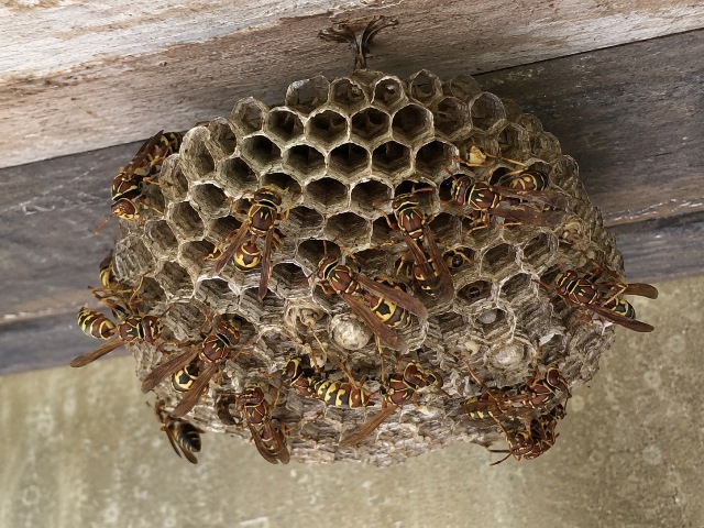 Waspada! Ini 6 Ciri Rumah Sudah Jadi Tempat Bersarang Tawon