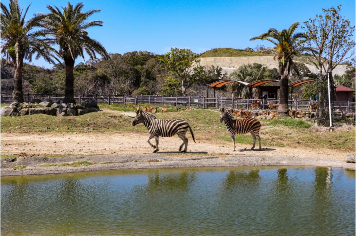 Siap Lihat Banyak Satwa? Intip Harga Tiket Taman Safari Juli 2026