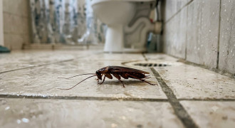 5 Bahan Rumahan yang Ampuh Membasmi Kecoak di Kamar Mandi