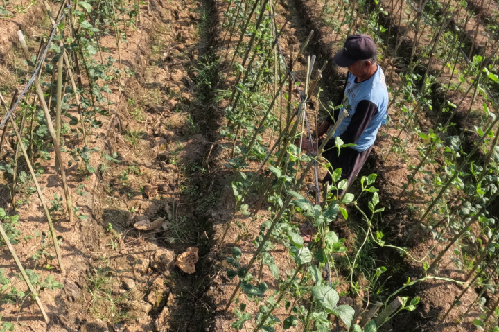 ​Lahan Mengering, Petani Hadapi Ancaman Gagal Panen