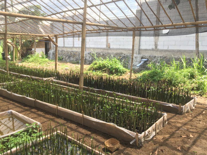 Rumah Bibit Mangrove Berbasis IoT Resmi Hadir di Cilacap, Ini Manfaatnya