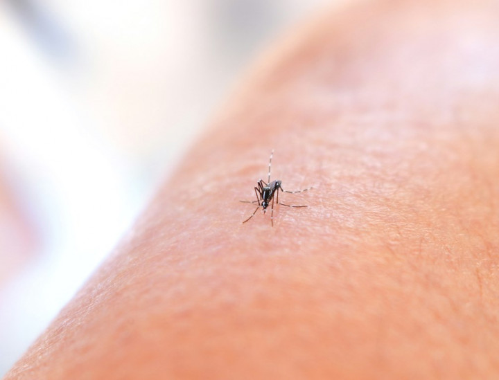 Kasus Malaria Masih Ada, Wamenkes Ajak Semua Pihak Gaspol Wujudkan Indonesia Bebas Malaria 2030!