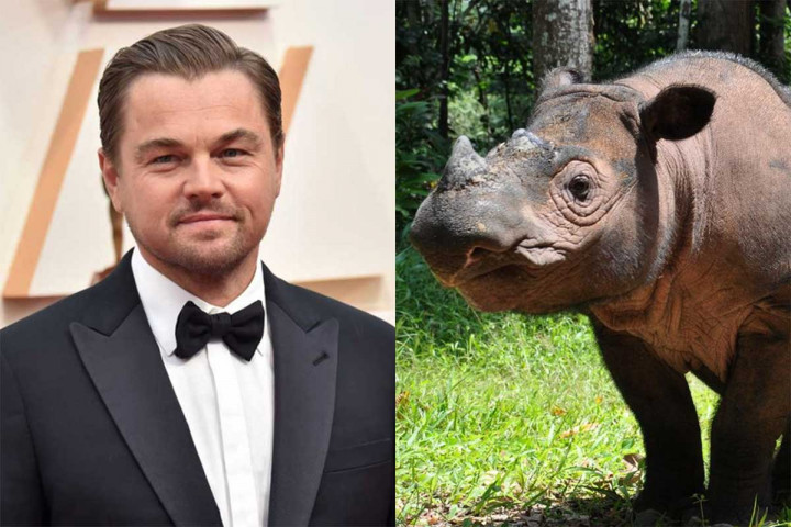 Leonardo DiCaprio Luncurkan Dana Rp3,6 Triliun Selamatkan Hewan dari Indonesia