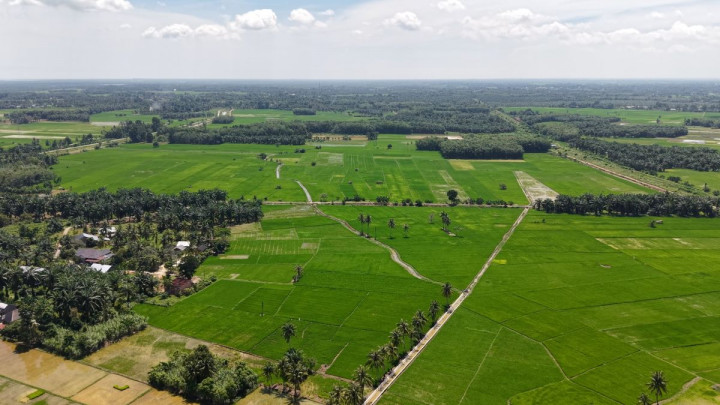 Satgas PRR Siapkan Pola Pemulihan Sawah Rusak Berat di Wilayah Terdampak Bencana