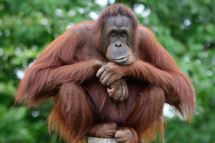 Terus Menyusut! Populasi Orang Utan Sumatra Turun Hampir 20% dalam 12 Tahun, Pakar IPB: Darurat Konservasi!