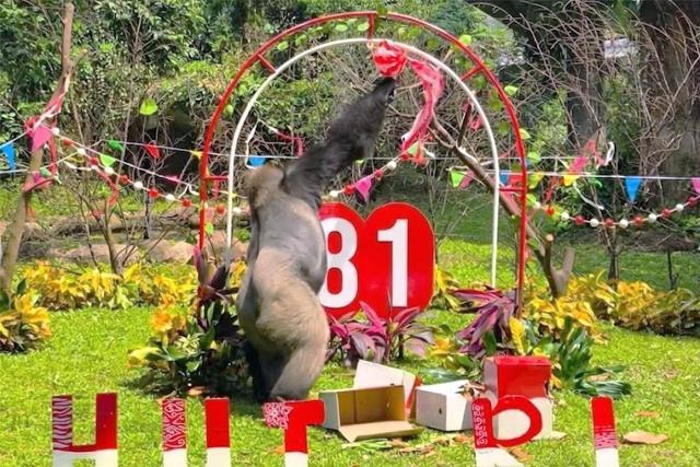 Seru Banget! Ragunan Merayakan HUT ke-81 RI Bareng Satwa, Fix Wajib Mampir!