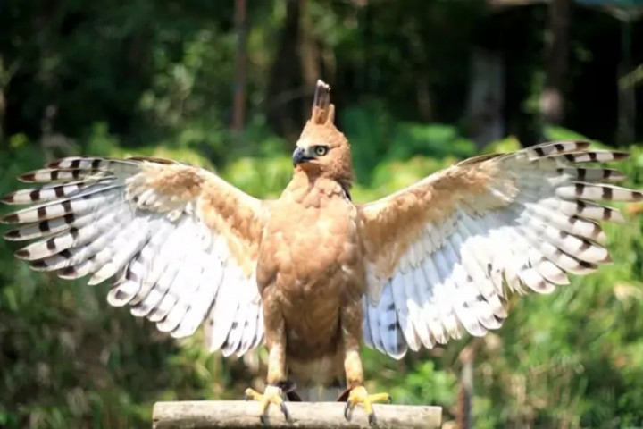 Anakan Elang Jawa Menetas di Taman Safari Bogor, Jadi Kado HUT ke-81 RI