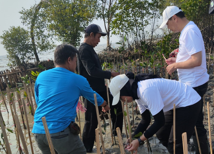 Karawang Butuh ‘Tameng’ dari Abrasi, 1.000 Mangrove Mulai Ditanam