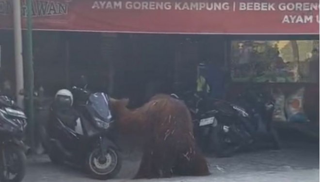 Orang utan koleksi Solo Safari bernama Didi sempat memasuki area warung makan di kawasan Jurug, Solo.( Dok Ist)