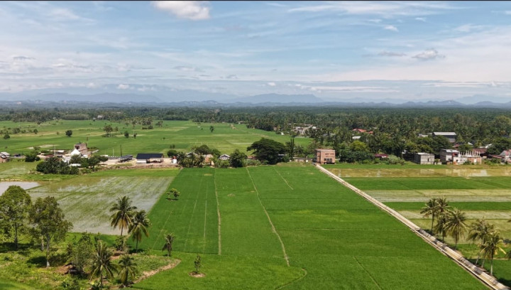 Pemkab Aceh Tamiang Targetkan Seluruh Sawah Terdampak Siap Tanam November 2026