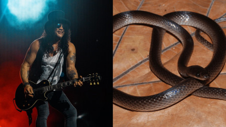 Gitaris Guns N' Roses Slash Diabadikan Jadi Nama Ilmiah Spesies Ular Baru