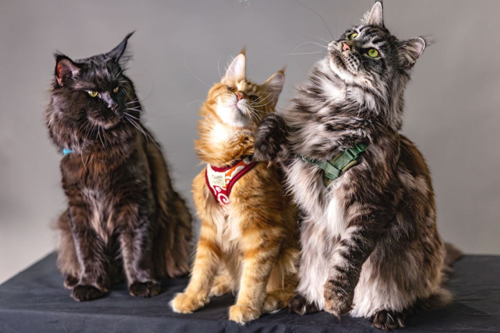 Kucing Gemoy Idaman Bocil! Ini 5 Ras Paling Ramah Buat Teman Main