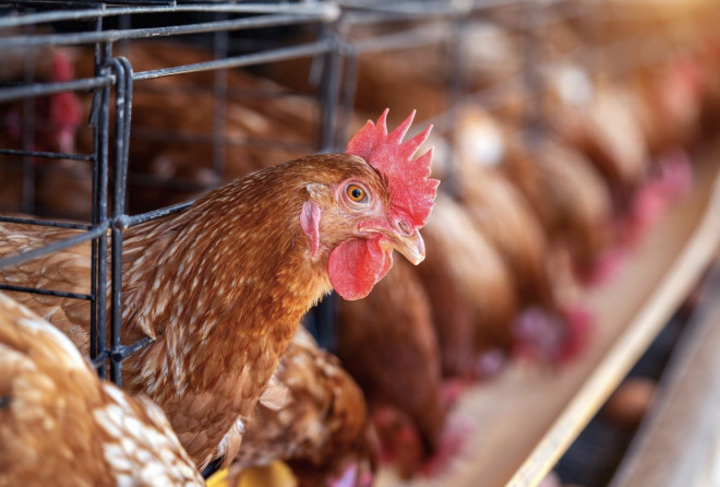 Ruang yang tersedia bagi setiap ayam dalam sistem tersebut sekitar 450 sentimeter persegi. Ilustrasi Magnific