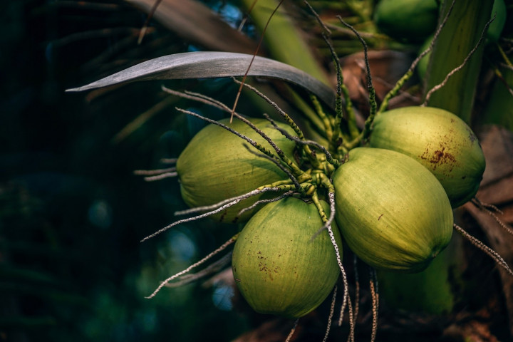 Besarnya Potensi Industri Kelapa Indonesia, Hilirisasi Jadi Kunci Naikkan Nilai Tambah