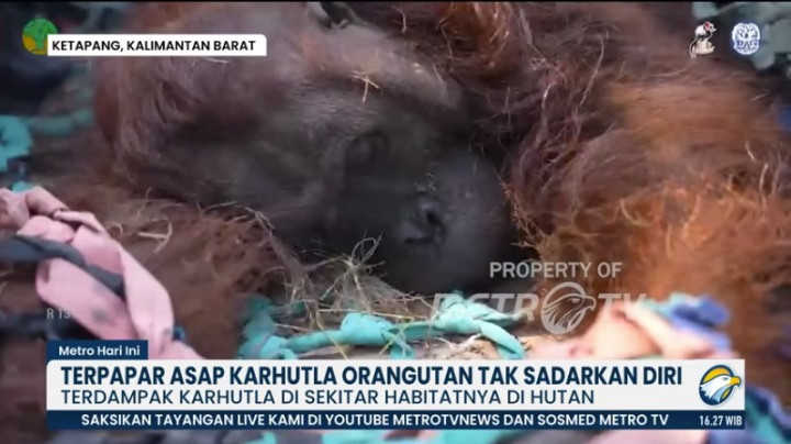 Populasi Orangutan Kritis, Karhutla di Kalimantan-Sumatera Perparah Ancaman