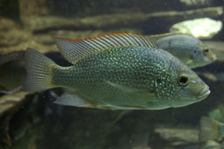 Inovatif! Mahasiswa Unpad Ubah Limbah Sisik Ikan Jadi Baterai Ion-Natrium