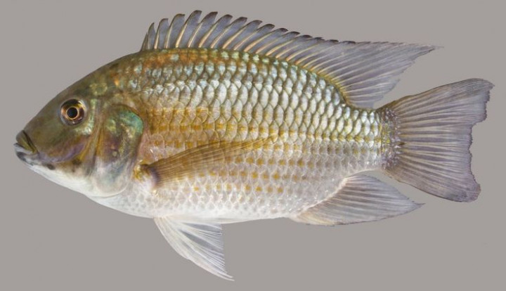 Thailand Basmi Blackchin Tilapia, Ikan Nila Invasif yang Ancam Ekosistem