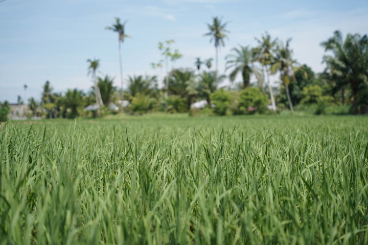 SID Dibagi per Klaster, Pemulihan Sawah Terdampak Bencana Dipercepat