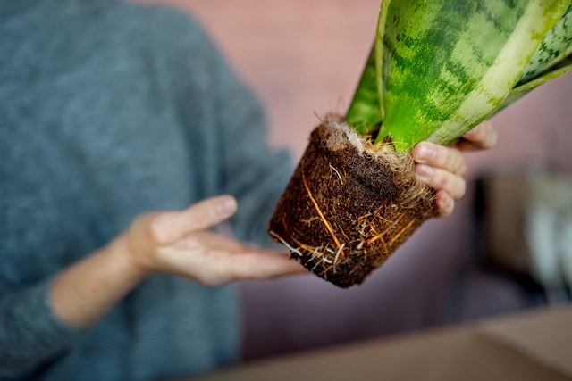 Pot Kecil Bukan Masalah, Ini 5 Cara Bikin Tanaman Tetap Subur