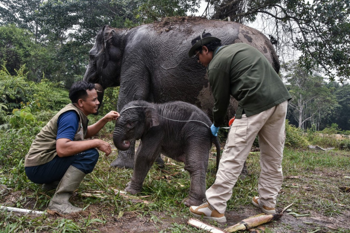 ​Menggemaskan, Potret Anak Gajah Sumatra yang Baru Lahir