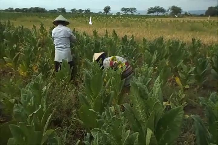 Kenaikan Tarif Cukai Hasil Tambakau Tak Lagi Efektif untuk Dongkrak Penerimaan Negara