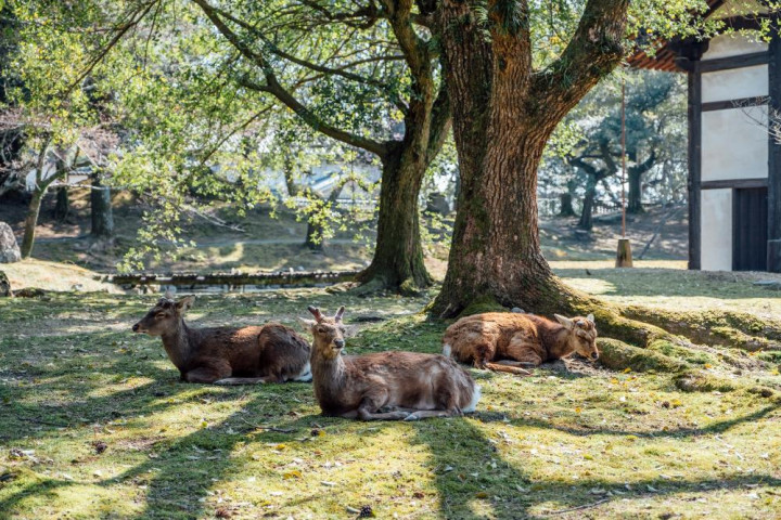 Wajib Tahu! Ini Aturan Memberi Makan Rusa di Nara Park Jepang