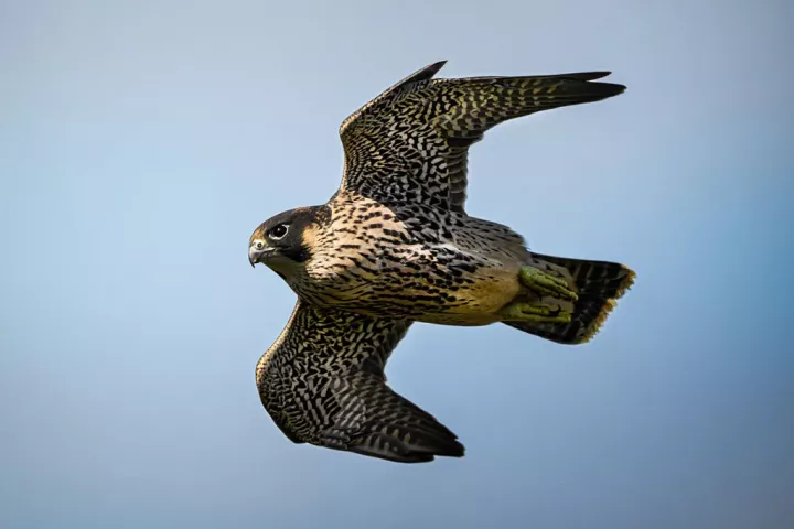 Ngebut Banget! Ini 10 Burung Tercepat di Dunia