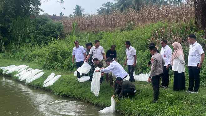 Tim monev khusus Satgas PRR bersama perwakilan Kementerian KKP dan Pemda Padang Pariaman menebar benih ikan sebagai upaya pemulihan pembudi daya ikan terdampak bencana. dok. Satgas PRR