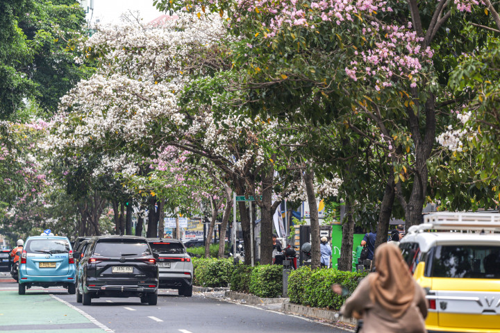 Pesona Bunga Tabebuya di Cikini, Bak Musim Semi di Korea