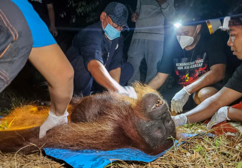 Evakuasi Orangutan dari Kebakaran Hutan di Kalimantan Tengah