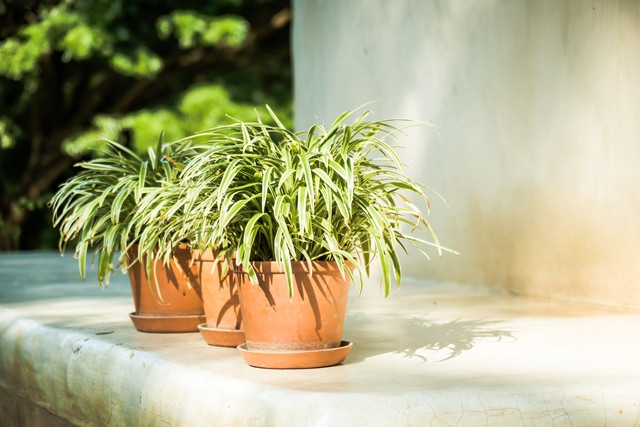 5 Jenis Rumput Hias yang Cocok Ditanam di Pot untuk Teras Rumah