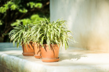 5 Jenis Rumput Hias yang Cocok Ditanam di Pot untuk Teras Rumah