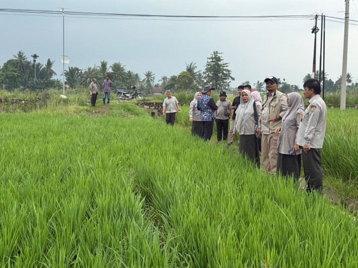 300 Hektare Sawah Terdampak di Bireuen Pulih, Siap Dipanen