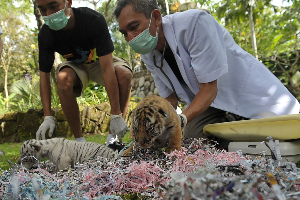 Petugas kebun binatang memeriksa kondisi dua anak harimau benggala (Panthera tigris tigris) berumur 10 hari saat dicoba diadaptasikan dengan lingkungan di Bali Zoo, Gianyar, Bali
