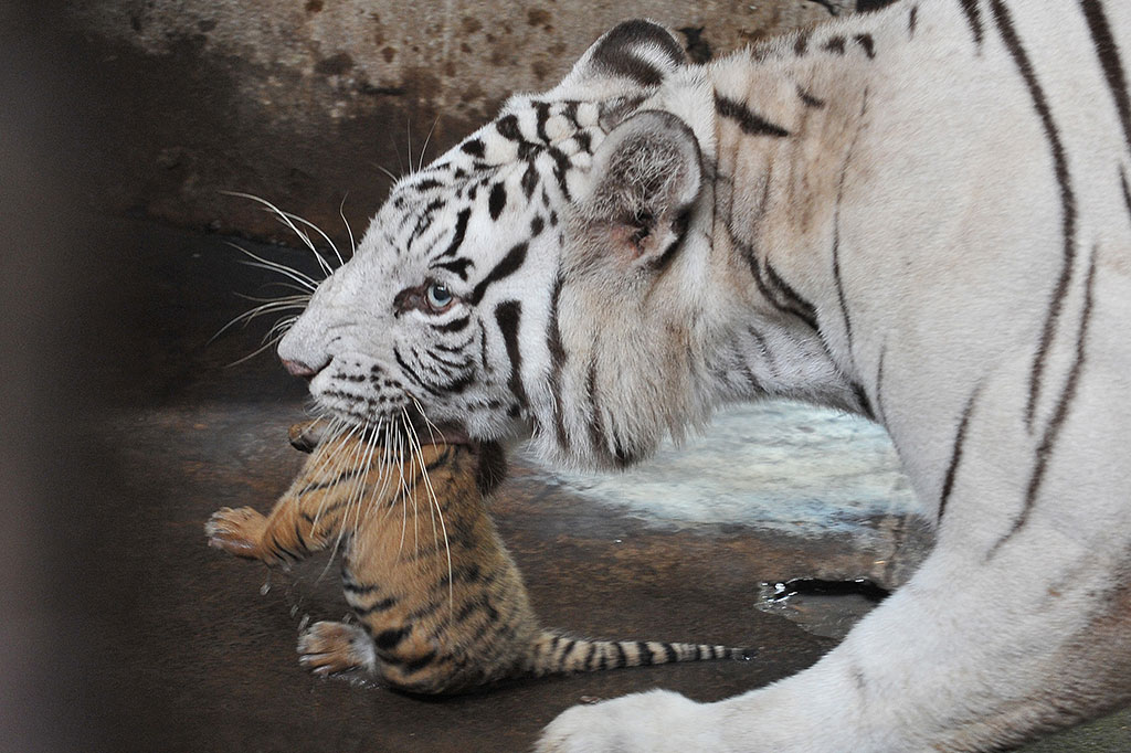 Harimau benggala (Panthera tigris tigris) yang bernama Kartini membawa salah satu dari dua anaknya yang masih berusia 10 hari di Bali Zoo, Gianyar