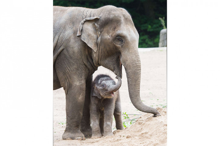 Lucunya Bayi Gajah di Berlin