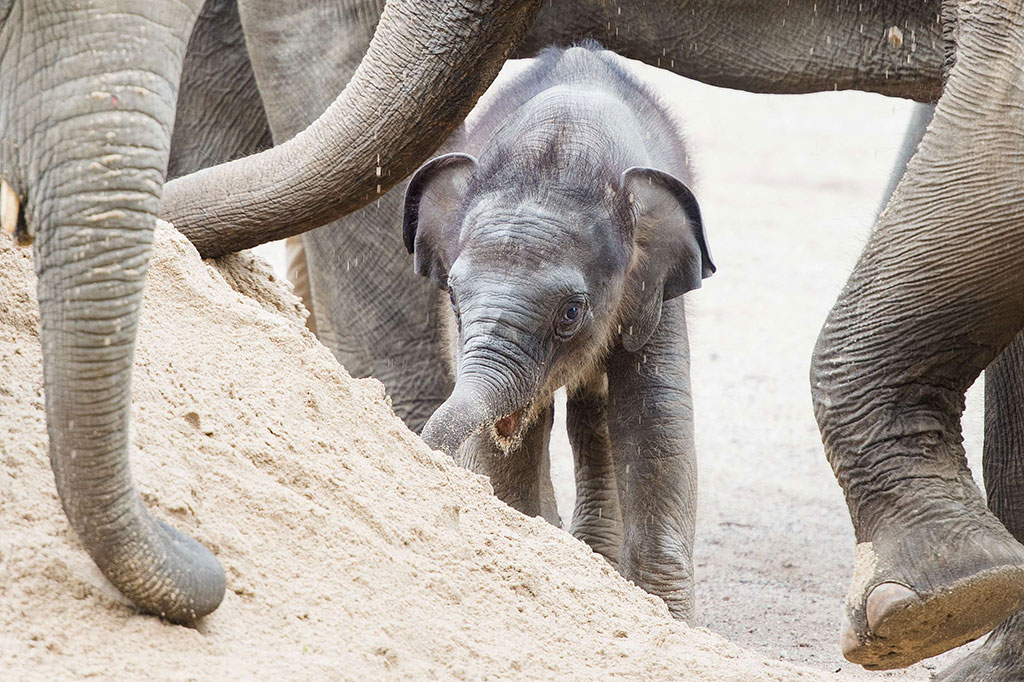Lucunya Bayi Gajah di Berlin