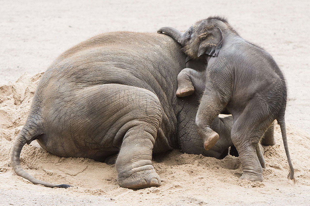 Lucunya Bayi Gajah di Berlin