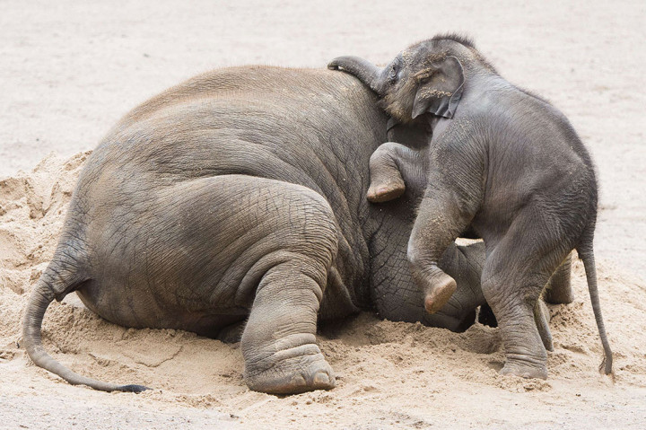 Lucunya Bayi Gajah di Berlin