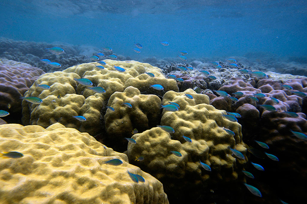 Potensi Wisata Bahari Morotai belum Tergarap Maksimal