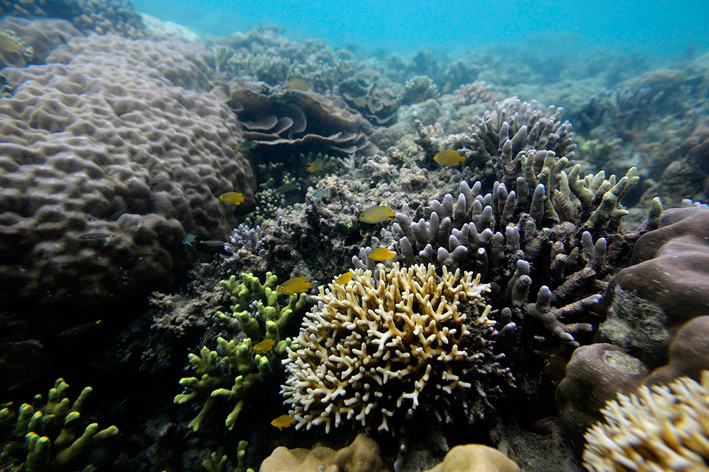 Potensi Wisata Bahari Morotai belum Tergarap Maksimal