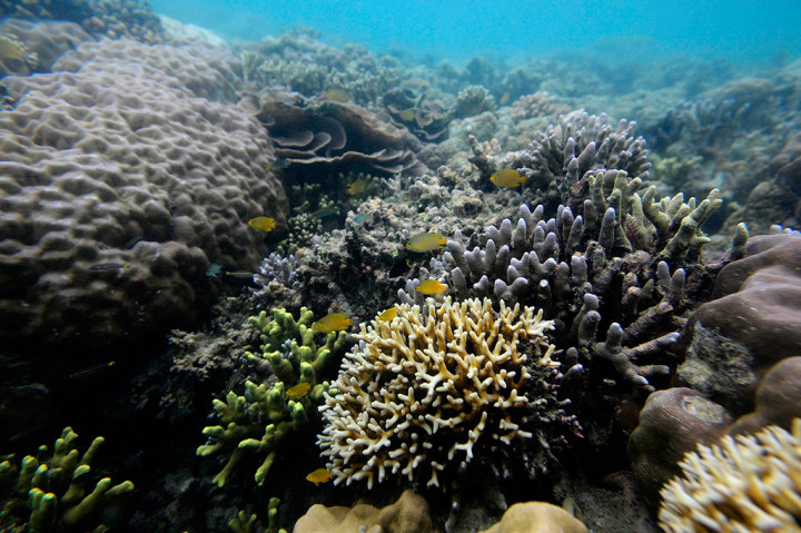 Potensi Wisata Bahari Morotai belum Tergarap Maksimal