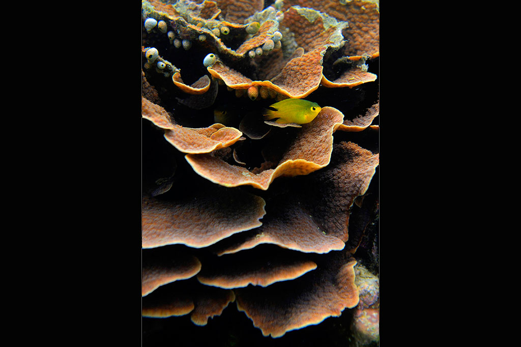 Potensi Wisata Bahari Morotai belum Tergarap Maksimal