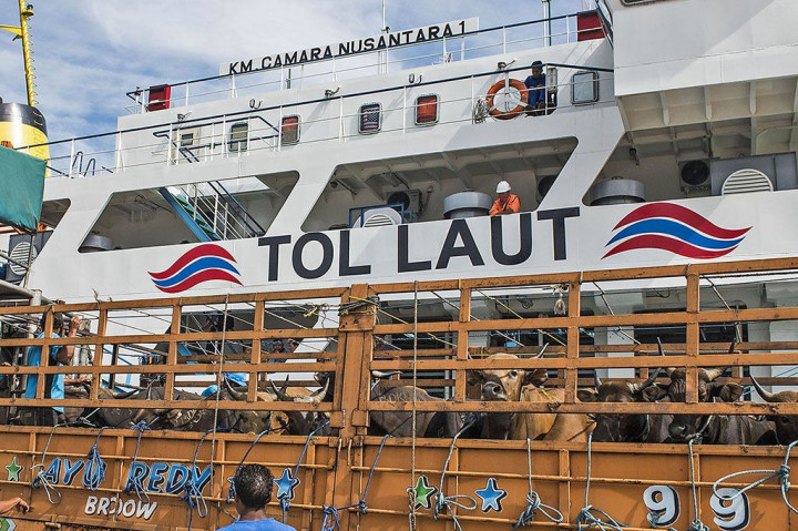 Ratusan Sapi Lokal Tiba di Tanjung Priok