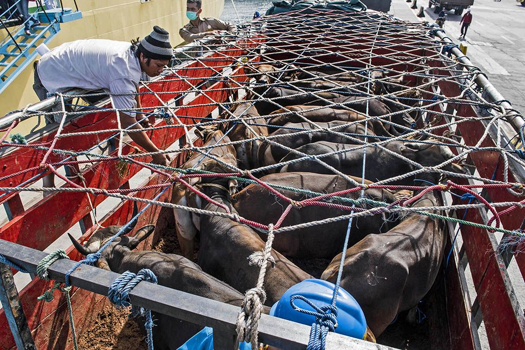 Ratusan Sapi Lokal Tiba di Tanjung Priok